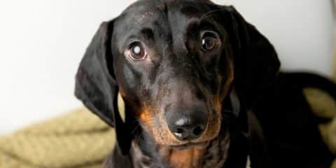 Vuurwerkvrij huisje huren? Op deze campings zijn honden toegestaan