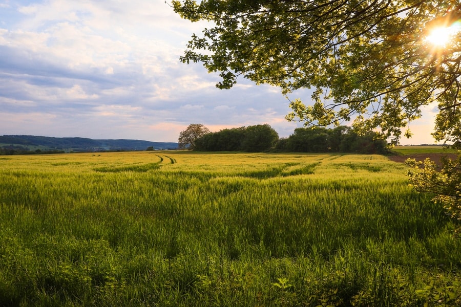 uitgestrekt veld met hoog gras en bomen in de verte