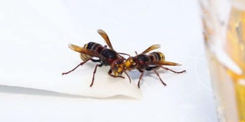 Zo kom je van wespen af tijdens het kamperen: 10 tips