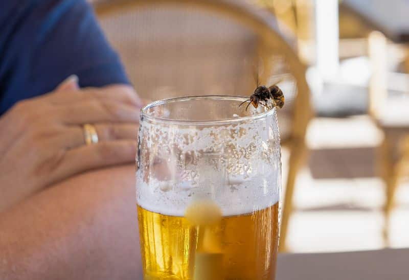 Wespe am Bierglas