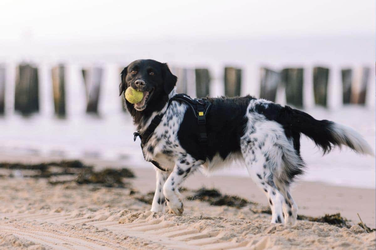 hond op het strand bij Dishoek Zeeland, hondenstrand in Zeeland