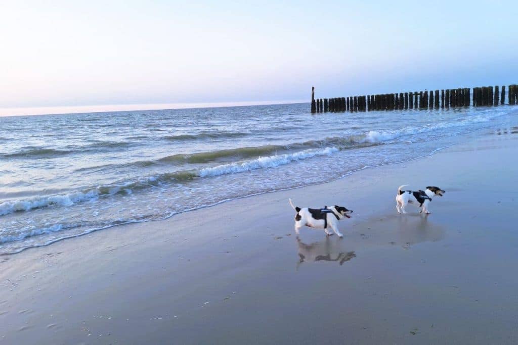 honden op het strand Westkapelle Zeeland, hondenstrand in Zeeland