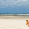 Hondenstrand in Zeeland: dit zijn de 9 mooiste plekken met je hond