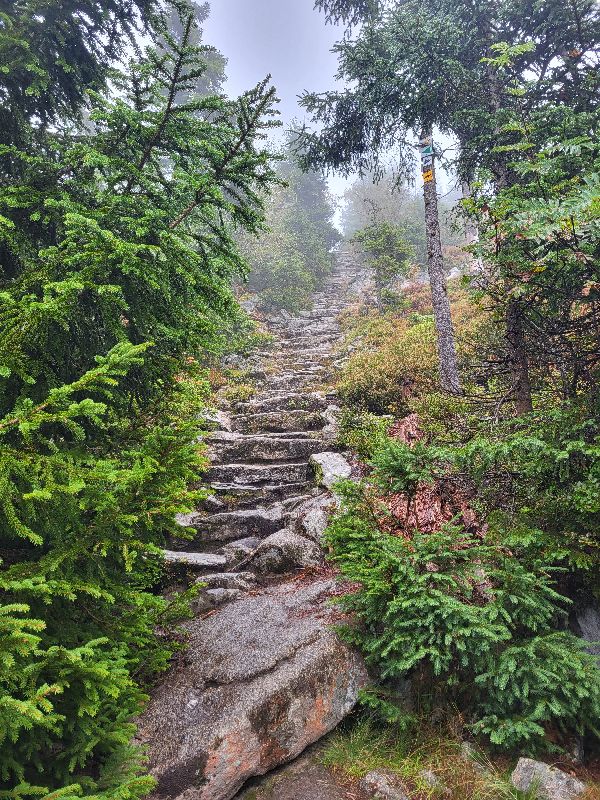 Natuur in Beieren, Beierse Woud