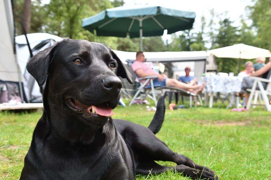 Honden zijn welkom bij camping Ommerland