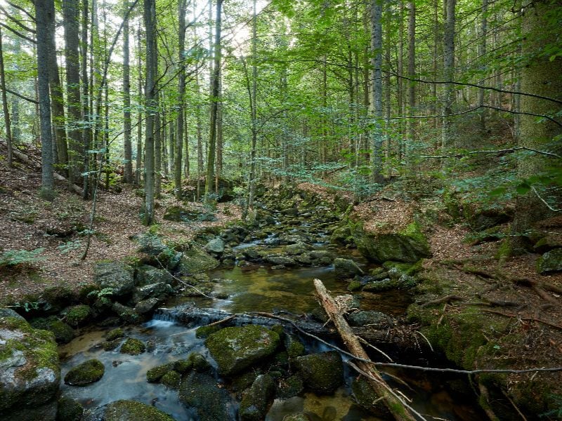 Natuur in Beieren, Beierse Woud