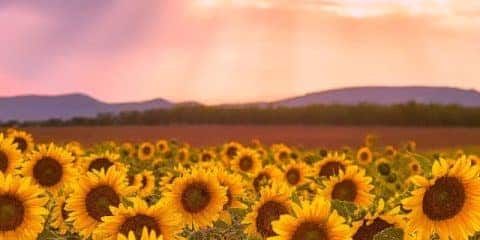 Kamperen in Frankrijk: het klimaat per regio op een rij