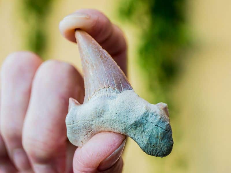 Haaientanden zoeken in Zeeland