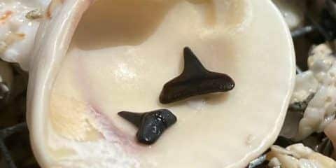 Haaientanden zoeken in Zeeland: hier moet je zijn