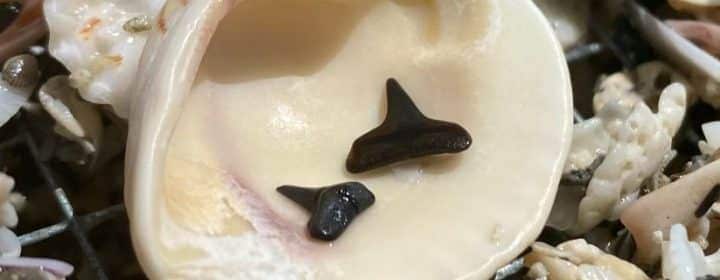 Haaientanden zoeken in Zeeland