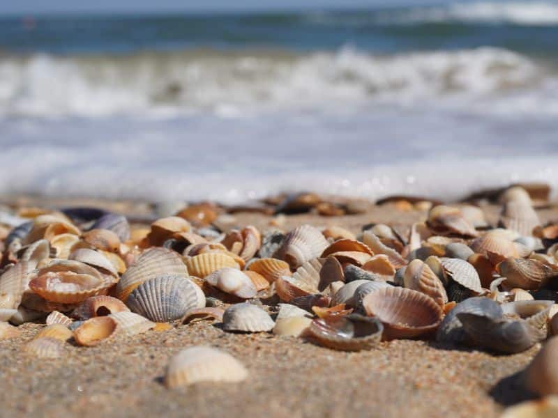 Haaientanden in Zeeuws-Vlaanderen