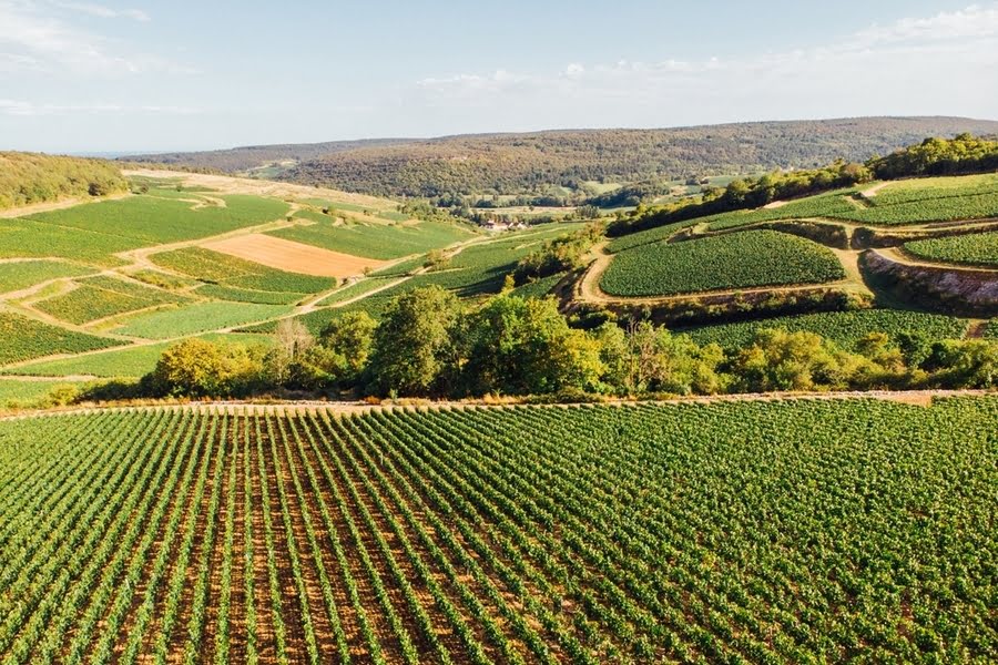 glooiend landschap met wijnvelden