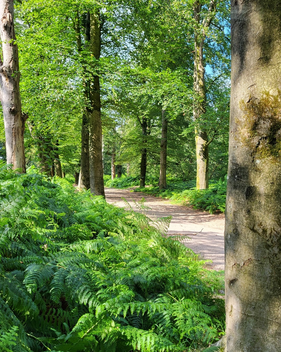 Amerongse Bos Utrechtse Heuvelrug