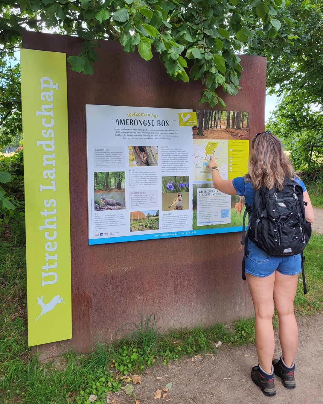 Utrechtse Heuvelrug Amerongse Bos