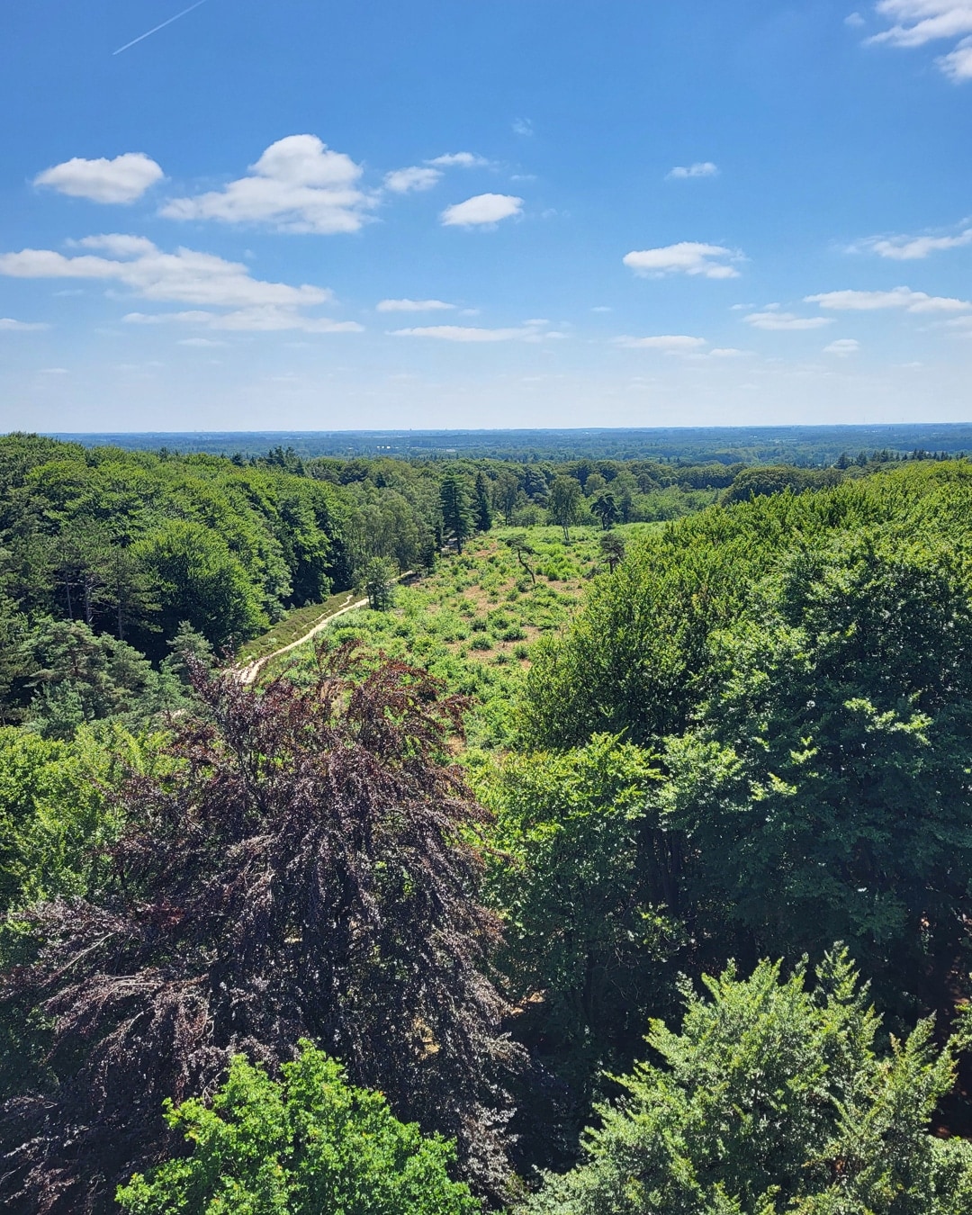 Utrechtse Heuvelrug Kaapse Bossen De Kaap