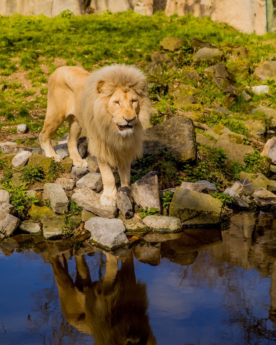 Utrechtse Heuvelrug Ouwehands Dierenpark