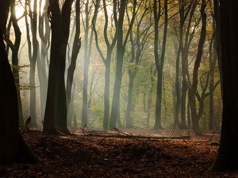 Green Divide bikepacking Speulder- en Sprielderbos