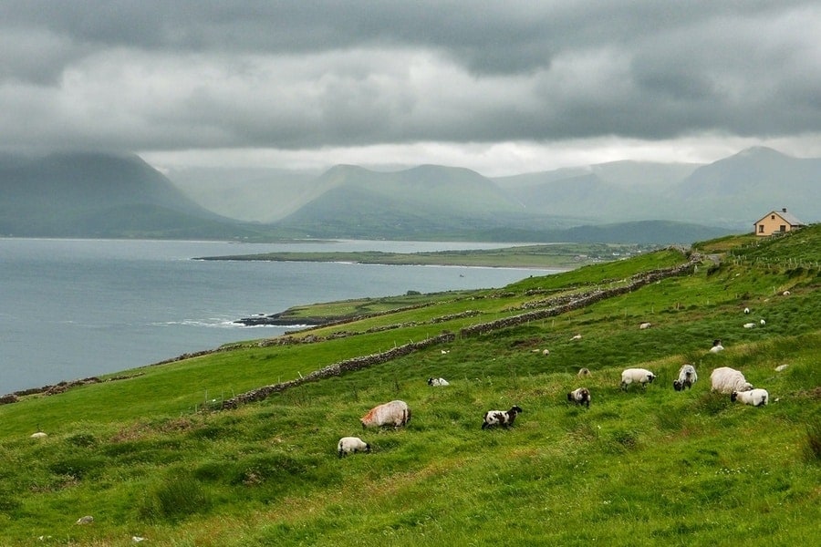 schapen grazen aan de kust