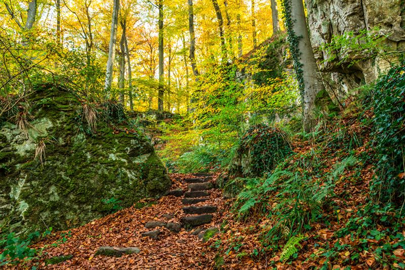 Mullerthalregio in de herfst. Bos met stapstenen naar boven.