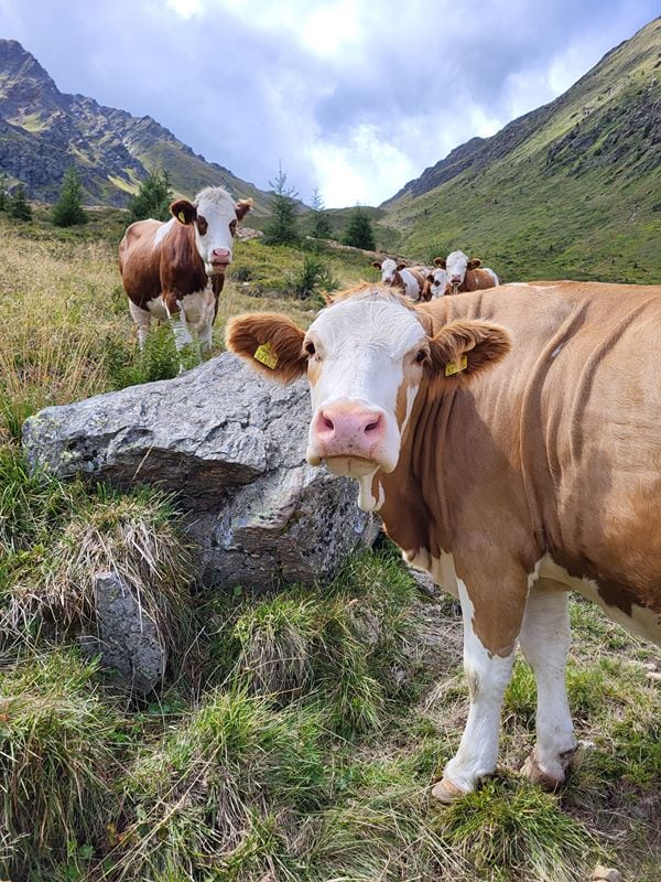 Koeien Defereggental Oost-Tirol Oostenrijk